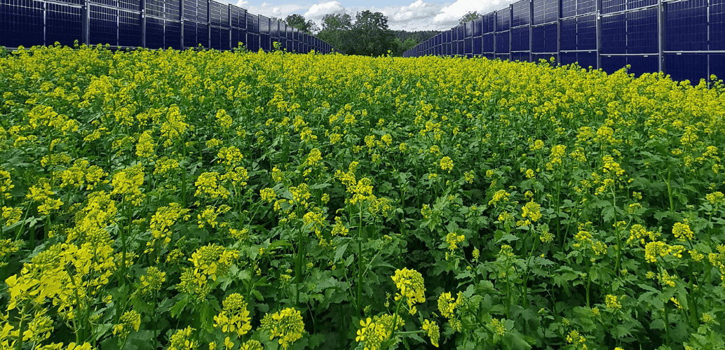 Emils Bio Senf: Eine echte Spezialität